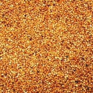 Hrana pasari si rozatoare Prestige Red Milo, sorg rosu, Versele Laga, 25 kg