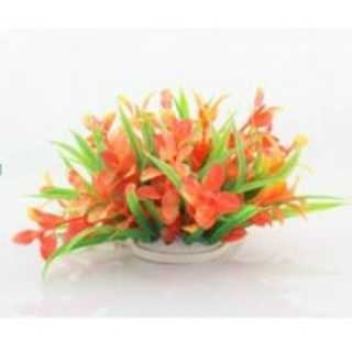 Planta decorativa Cryptocoryne model Flamingo 10cm