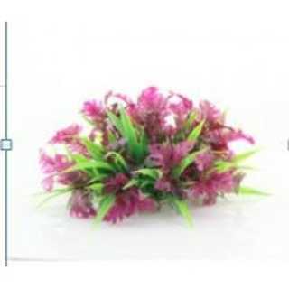 Planta decorativa pentru acvariu Nesaea Enjoy 10cm