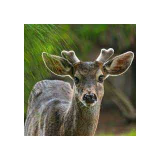 Furaj Combinat pentru Cerbi şi Cãprioare 40 KG.