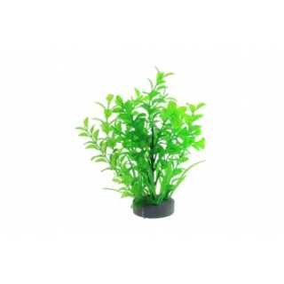 Planta decorativa pentru acvariu Micranthemum 19 cm