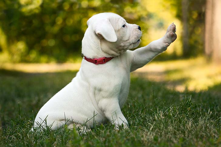 Dog Argentinian